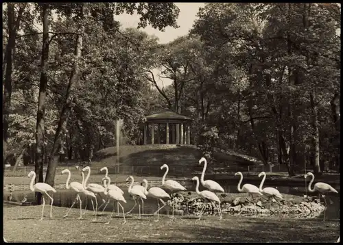 Mitte-Berlin DDR AK Tierpark Flamingos vor dem Lenné-Tempel 1957