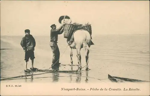 Nieuport Nieuwpoort Typen Pêche de la Crevette. La Récolte. 1911