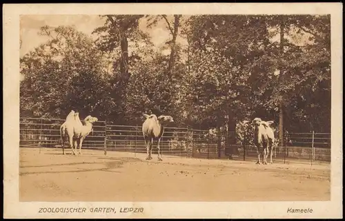 Ansichtskarte Leipzig Zoo Kamele 1928