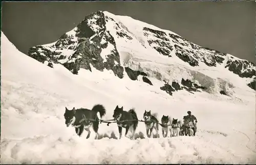 Ansichtskarte Grindelwald Jungfraujoch (3454 m). Polarhunde mit Mönch 1964