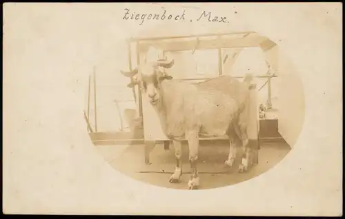 Ansichtskarte  Tiere Ziegenbock. Max. 1912