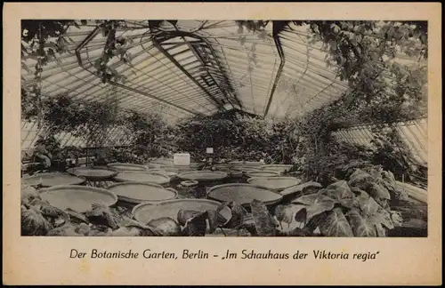 Dahlem-Berlin Der Botanische Garten - Im Schauhaus der Viktoria regia 1944