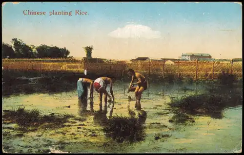 China (Allgemein) China 中國 中国 Chinese planting Rice. Typen Trachten 1917