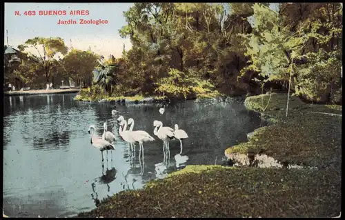 Postcard Buenos Aires Jardin Zoologico Flamingos 1912
