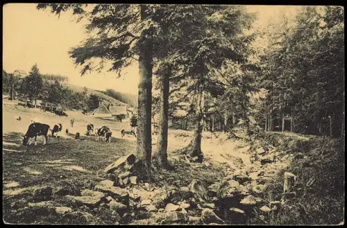 Schellerhau-Altenberg (Erzgebirge) Viehweiden des Mühlengutes 1915