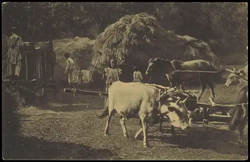 Rumänien (allgemein) România Trachten Typen Rumänien Ochsen Dreschmaschine 1917