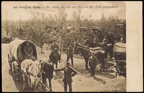 Der Krieg im Osten Ein Wald  ein Pilz  Erde geschossen 1915  gel. Feldpost