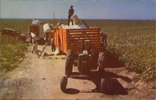 Ansichtskarte  COTTON PICKING Baumwollernte Arbeit Bauern Landwirtschaft 1960