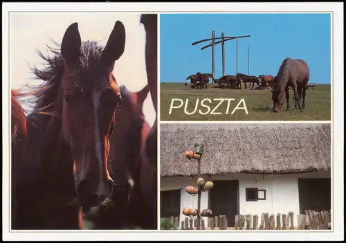 .Ungarn Ungarn (Allgemein) Puszta Mehrbildkarte mit Pferden 1990