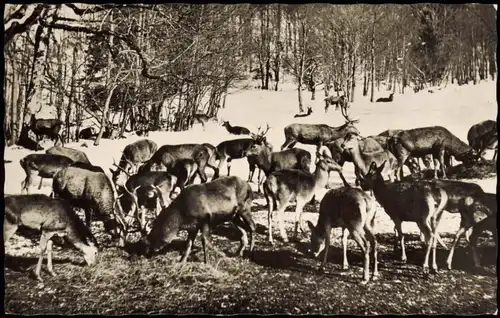 Oberstdorf (Allgäu) Allgäuer Alpen Wildfütterung im Winter 1953