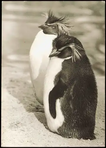 Ansichtskarte  Tiere: Pinguine Penguin Felsenpinguine 1979