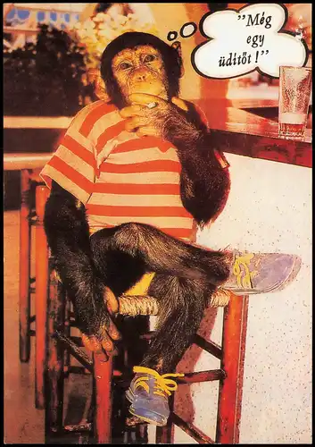 Ansichtskarte  Tiere - Affen Affe mit Zigarette "Még egy üdítőt!" 1980