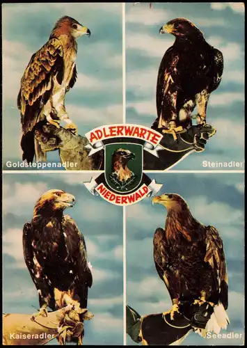 Rüdesheim (Rhein) ADLERWARTE und Falkenhof Niederwald (Mehrbildkarte Adler) 1975