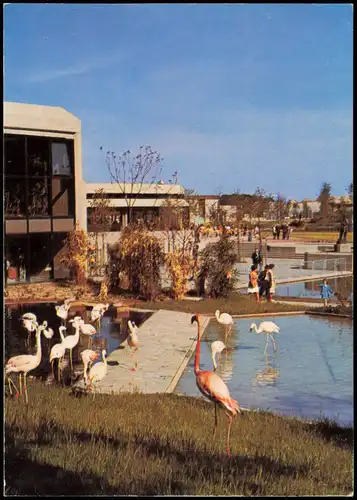 Münster (Westfalen) Allwetterzoo Münster, Freigehege Flamingo 1975