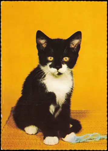 Ansichtskarte  Tiere Tiermotiv-AK schwarz-weisse Katze (Cat) Katzen 1978