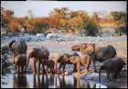 Tiere Elefant Olifante Afrikanische Elefeanten in S.W.A. (Namibia) 1981