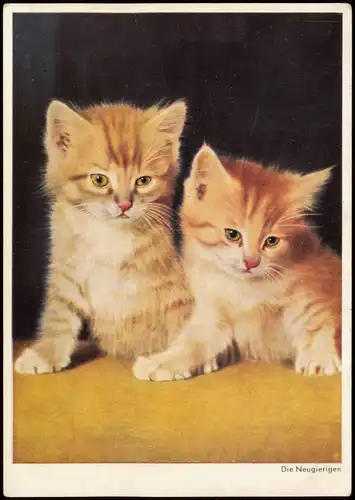 Ansichtskarte  Tiermotiv-Karte Tiere Katzen Junge Kätzchen (Cats) 1970