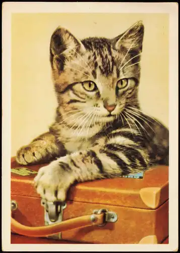 Ansichtskarte  Tiermotiv-Karte Tiere Katzen Junge Katze auf Koffer 1964