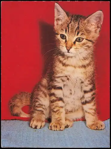 Ansichtskarte  Tiermotiv-Karte Tiere Katzen Cat: Junge Hauskatze 1970