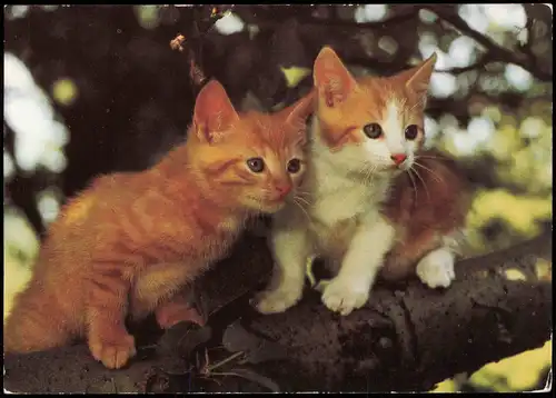Ansichtskarte  Tiermotiv-Karte Tiere Katzen auf Baumast (Cats) 1990
