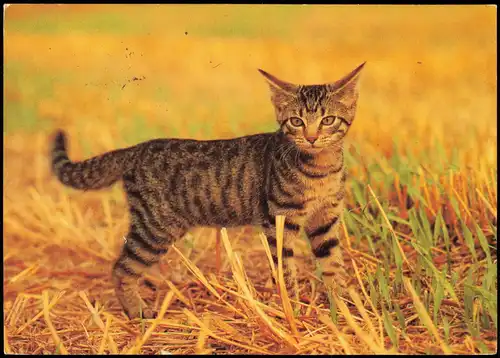 Tiermotiv-Karte Tiere Katzen: Grau-schwarz gestreifte Katze 1989