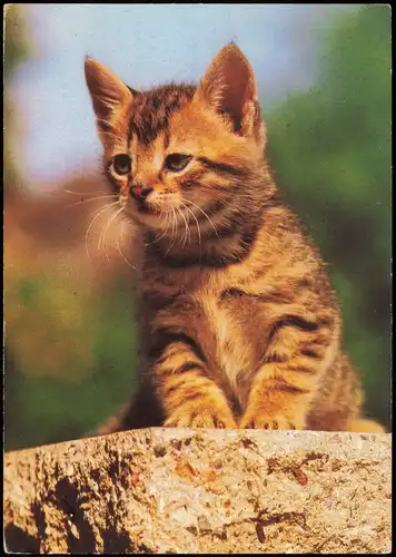 Ansichtskarte  Tiermotiv-Karte Tiere Katzen Junge Katze (Cat) 1985