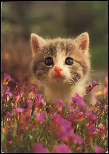 Ansichtskarte  Tiermotiv-Karte Tiere Katzen Junge Katze zwischen Blumen 1992