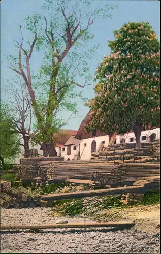Ansichtskarte  Stimmungsbild: Bäume am Sägewerk 1913