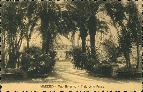 Cartoline Palermo Palermo (Palermu) Orto Botanico Viale delle Palme 1922