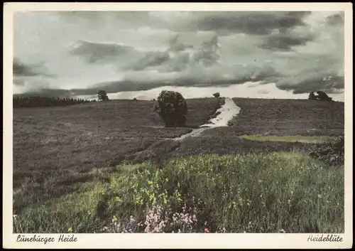 Ansichtskarte .Niedersachsen Lüneburger Heide Heideblüte 1950