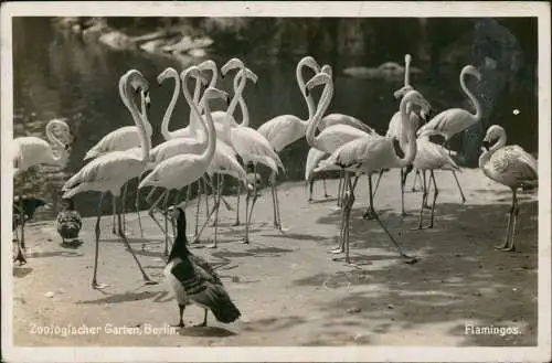 Ansichtskarte Tiergarten-Berlin Zoologischer Garten, Flamingos. 1941