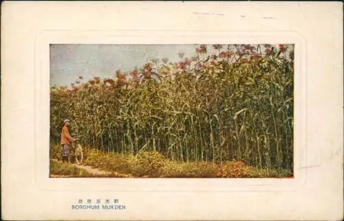 Shenyang Mukden Мукденъ Shenyáng Shì 沈阳市 SORGHUM Feld Fahrrad 1909
