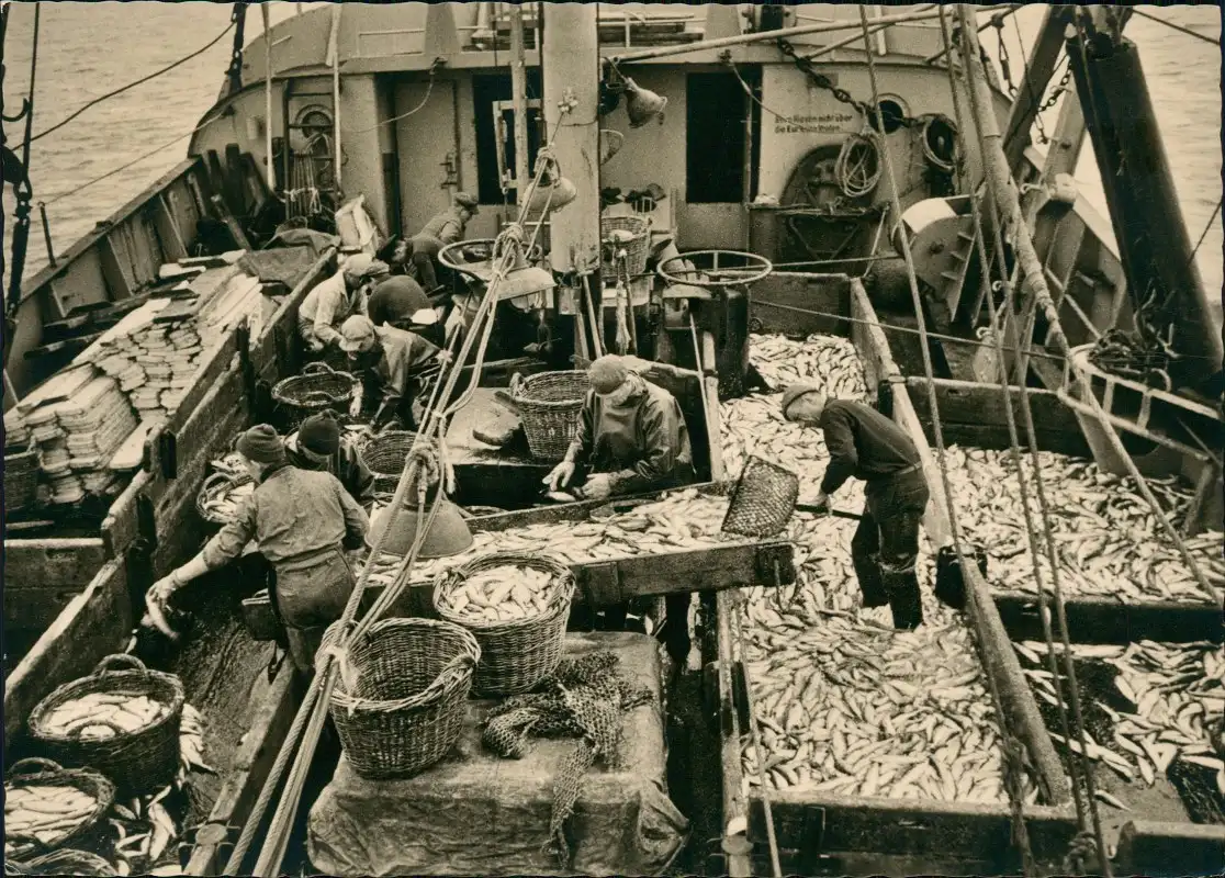 Ansichtskarte  Deck eines Fischdampfers nach  Fang 1955    Stempel BREMERHAVEN