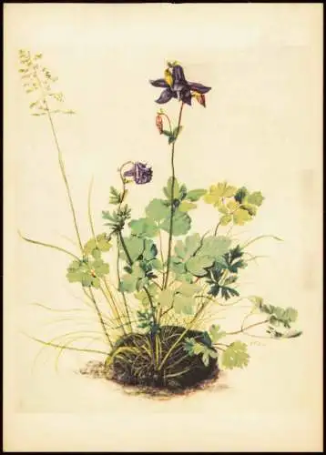 DDR Künstlerkarte ALBRECHT DÜRER (1471-1528) Akelei Blue-bell Aucolie 1970