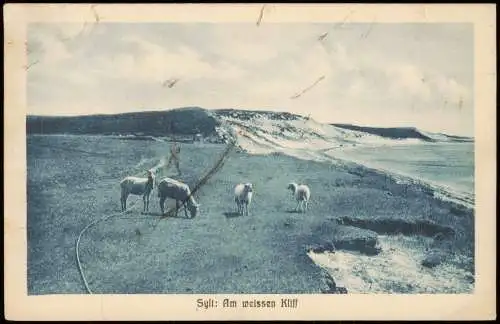 Ansichtskarte Insel Sylt Sylt: Am weissen Kliff - Schafe 1942