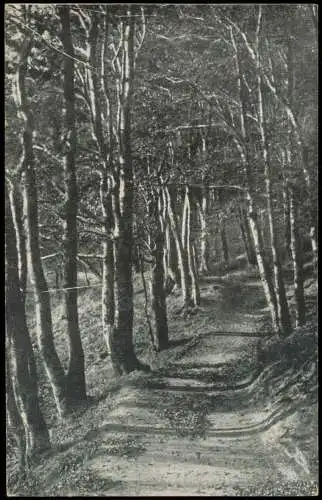 Ansichtskarte Oberschlema-Bad Schlema Hammerholz Pinkes Poetenweg. 1913