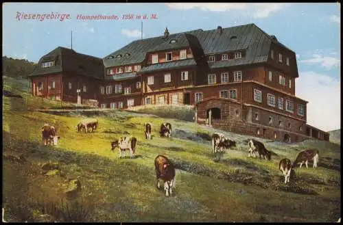 Brückenberg-Krummhübel Karpacz Górny Karpacz Hampelbaude Kühe Riesengebirge 1918