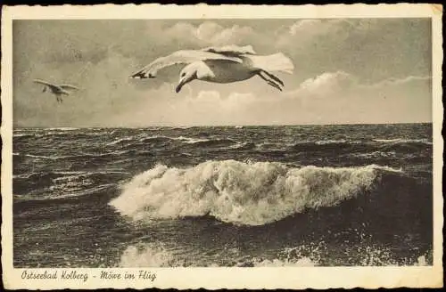 Postcard Kolberg Kołobrzeg Möwe im Flug 1936