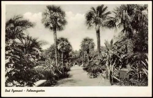 Ansichtskarte Bad Pyrmont Palmengarten 1955