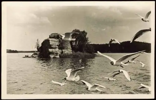 Thammühl-Hirschberg am See Staré Splavy Doksy Möwen am See 1939