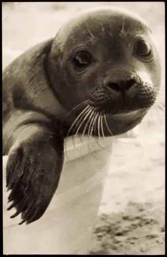 Ansichtskarte Juist Junger Seehund Badewanne bin ich Kapitän 1965