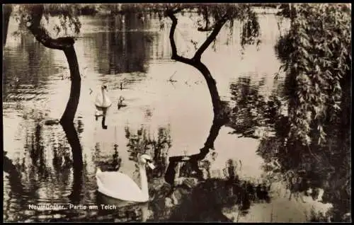 Ansichtskarte Neumünster Partie am Teich - Schwäne 1959