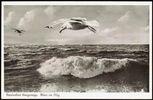 Ansichtskarte Wangerooge Meer / Strand Möwe über den Wellen 1956