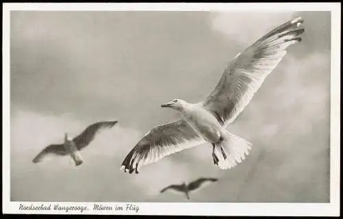 Ansichtskarte Wangerooge Nordseebad. Möwen im Flug 1956