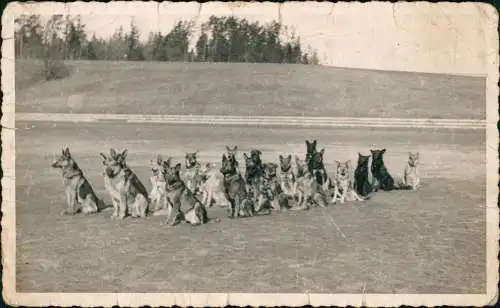 Ansichtskarte  Tiere - Hunde Schutzhund Ausbildung 1944