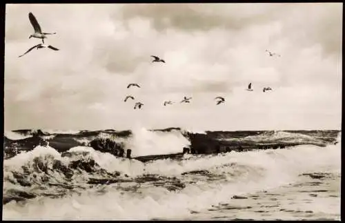 Ansichtskarte St. Peter-Ording Brandung - Möwen 1959