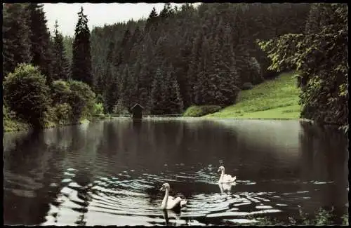 Schwarzenstein Schwarzenbach am Wald Waldsee  Bischofsmühle Colorfoto AK 1966