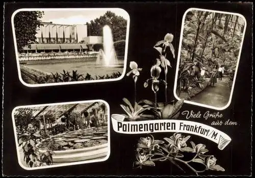 Ansichtskarte Frankfurt am Main Palmengarten 3 Bild Fotokunst 1968