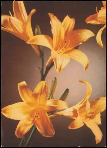 Ansichtskarte  Botanik :: Blumen Hemerocallis fulva 1964
