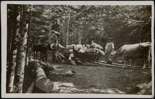 Berufe Holzfäller mit Familie und Ochsengespann im Wald 1916 Privatfoto